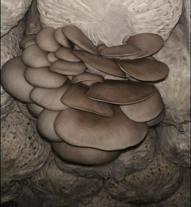 Семена Грибов Вешинки Уруг Замбуриг КА 17.