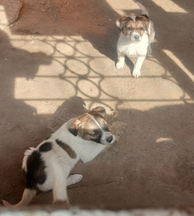 Отдам щенков в добрые руки