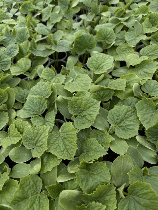 разсад от производител