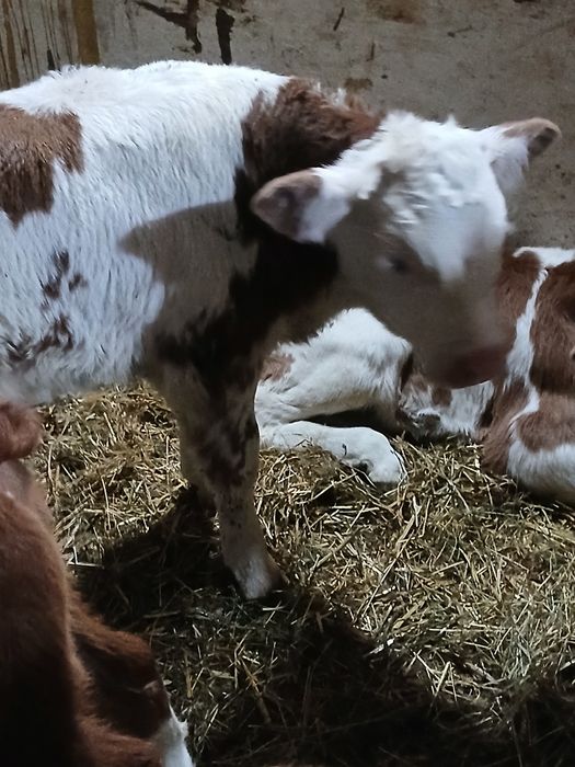 Taurasi Baltati între 3 și 5 saptamani