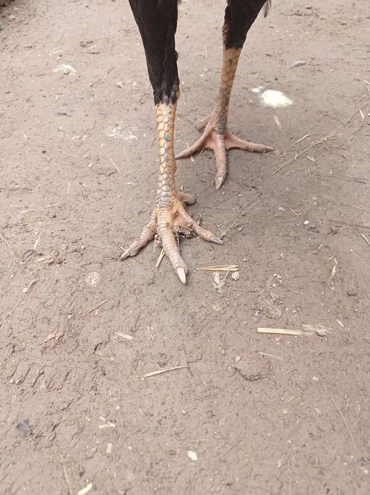 Dakan xoroz sotiladi