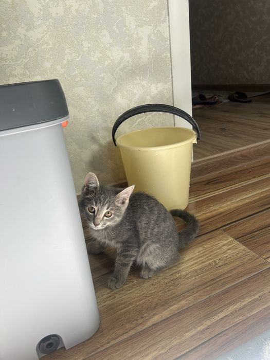 Отдам котята в хорошие руки