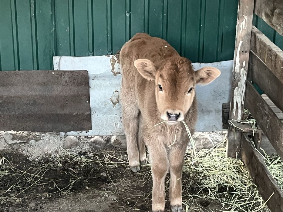 Сиыр бузаумен 4 айлык 3 тума