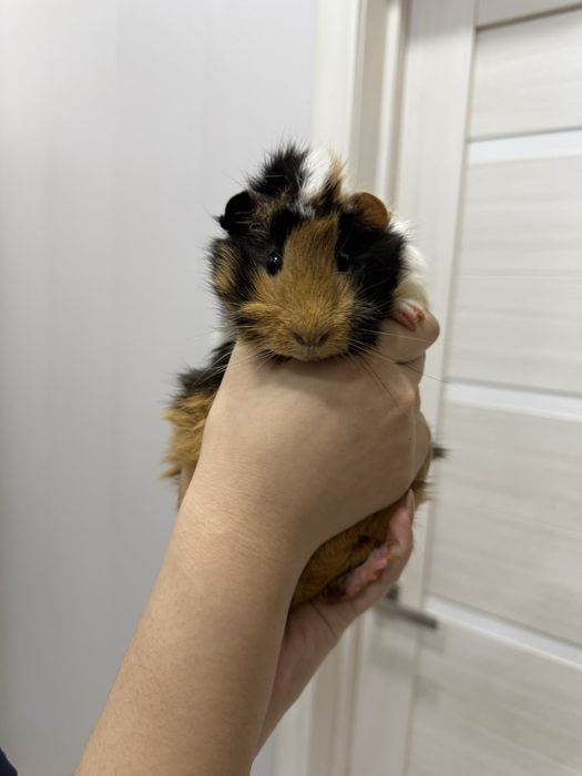 Аббисинская морская свинка