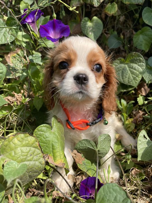 кавалер кинг чарльз спаниель