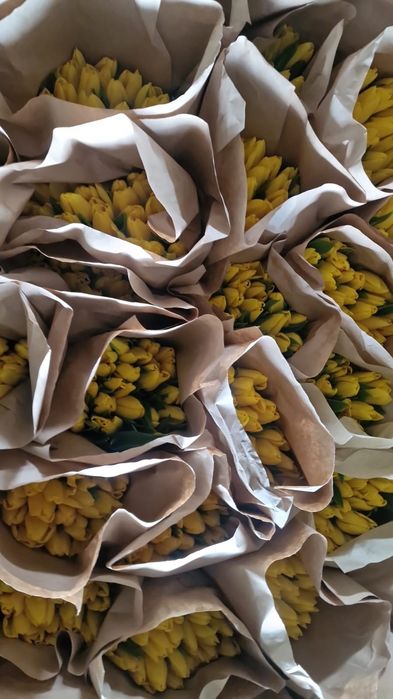 Тюлпан оптом Астана