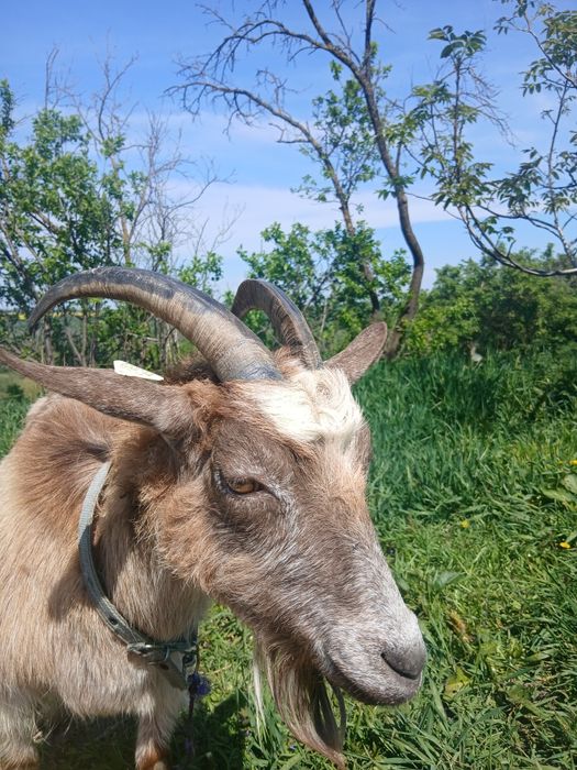 Vând doua capre!