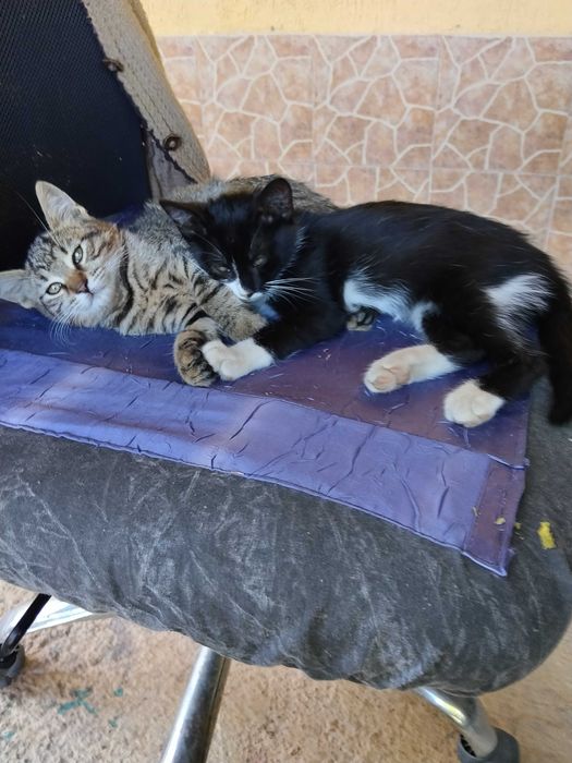 Подарявам малки котенца