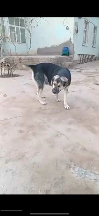 Kuchuklar Alabay kuchuklari.