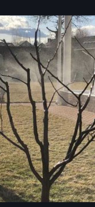 Daraxt kesish xizmati sadovnik.