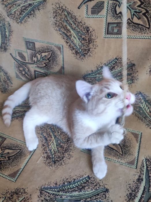 Котёнок 5месяцев крупный