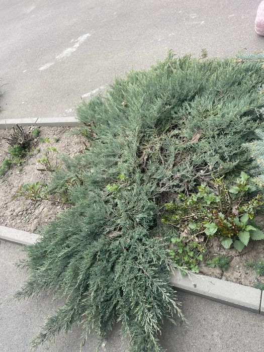 Ежемельник садовый