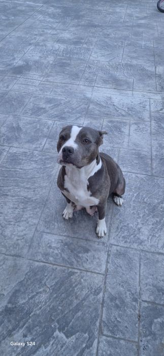 Малки чистокръвни сиви Питбули