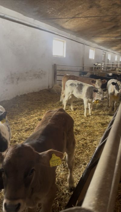 Vitei sugari si intarcati pentru crescut ! Exemplare frumoase,