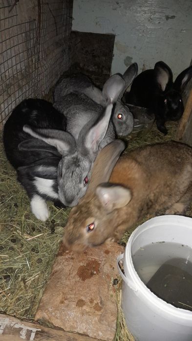 Кролики самцы 1.5 месеца