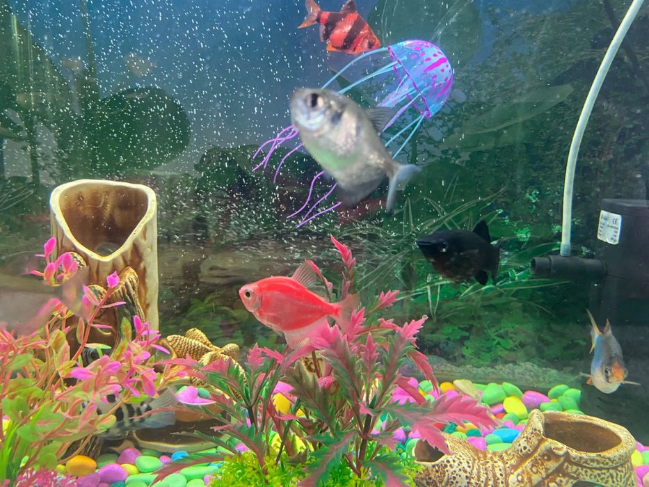 Продам аквариум  без швов