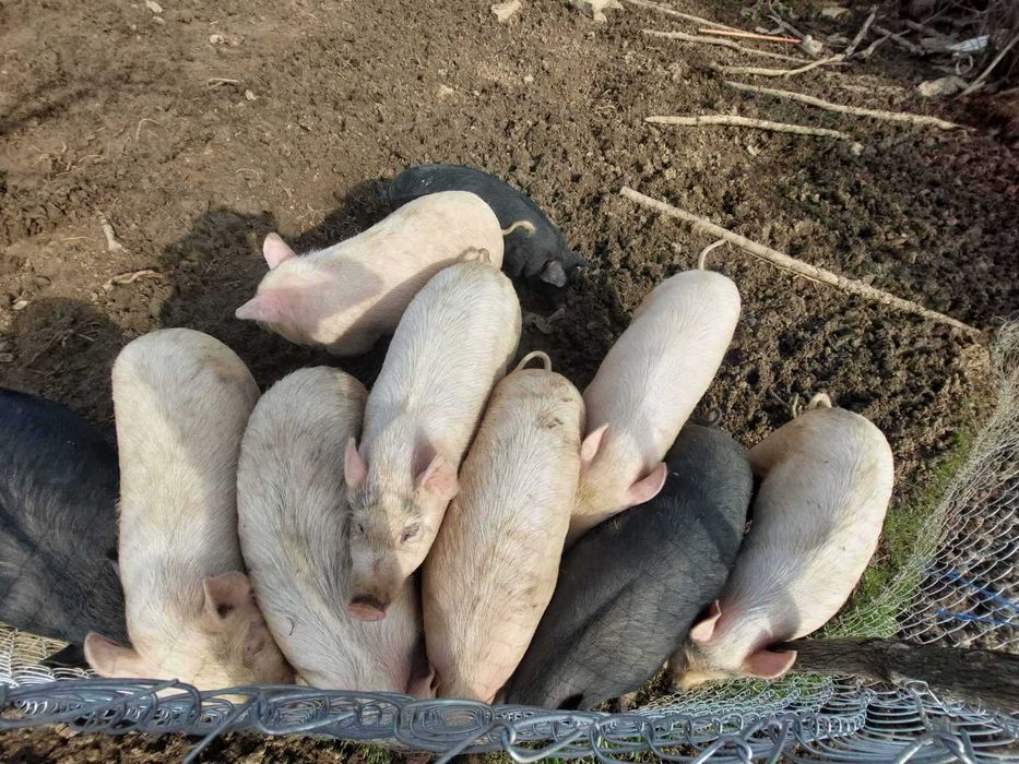 Продавам виетнамски прасета