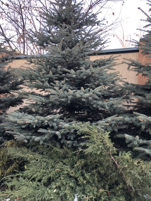 Продам Елку Голубую