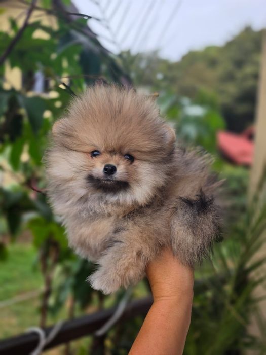 Fetită Pomeranian cu Pedigree