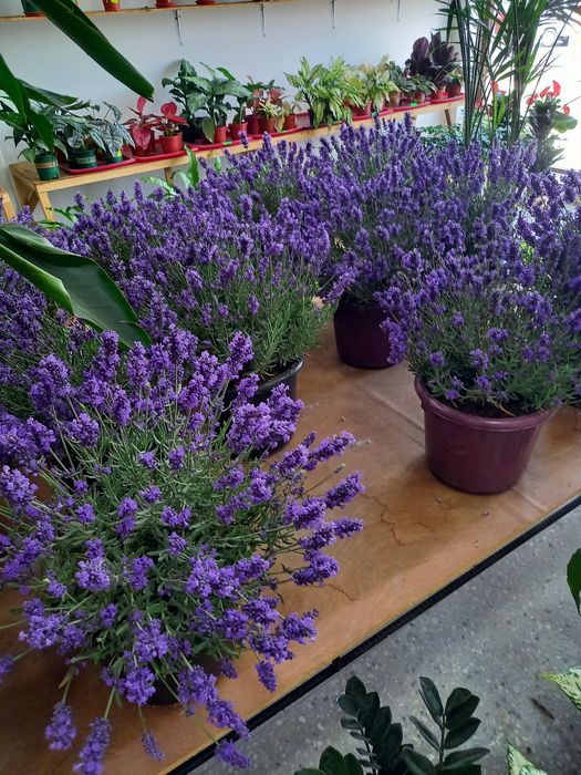 Lavanda [Лаванда]