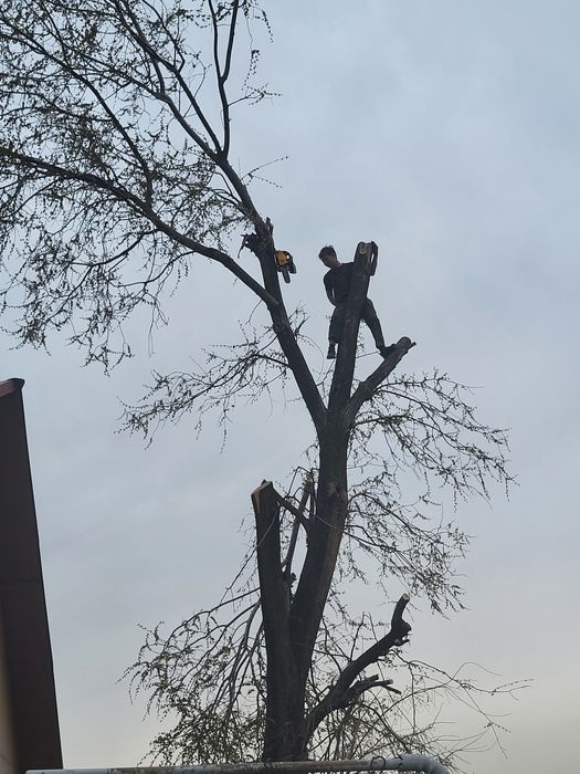 Спил деревьев обрезка плодовых деревьев