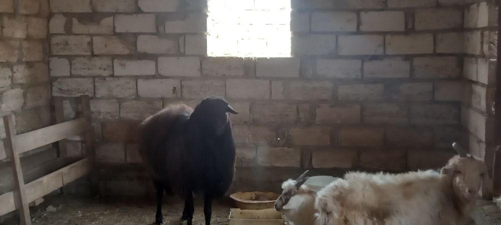 Қошқар ; 200 000тг