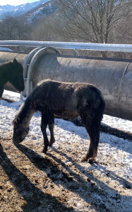 Жеребята на продажу