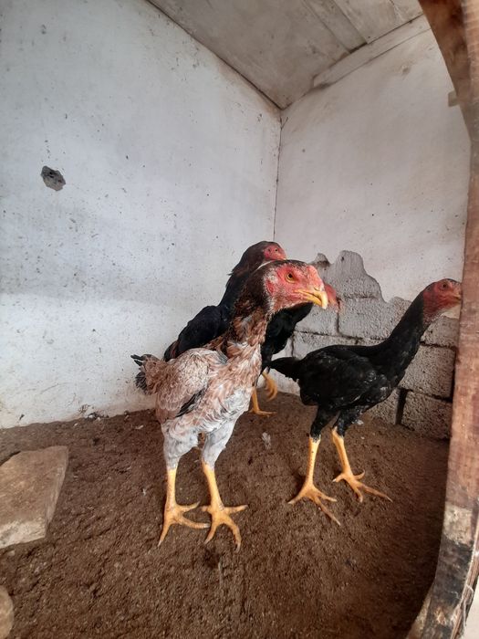 Porno yulduz Anna Semenovich uchliklarni yaxshi koradi