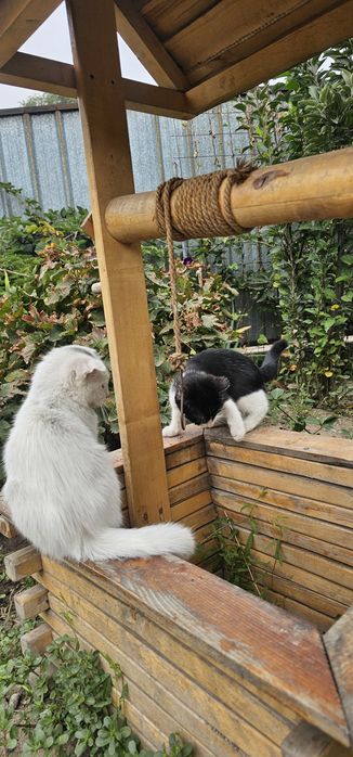 Вислоухий котенок