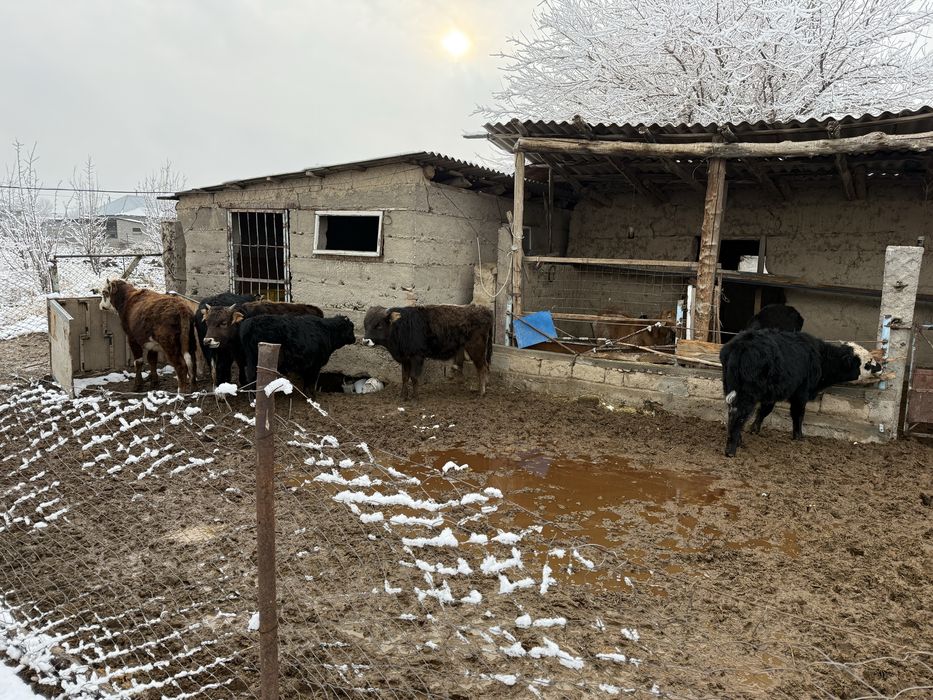 Бык бука сатылады