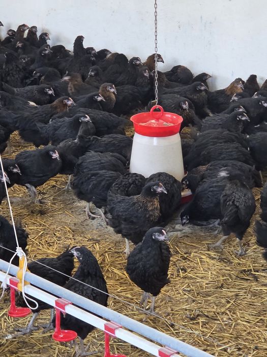 Puicuțe Moravia 16 săptămâni