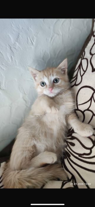 Рыжее солнышко- Мишель!