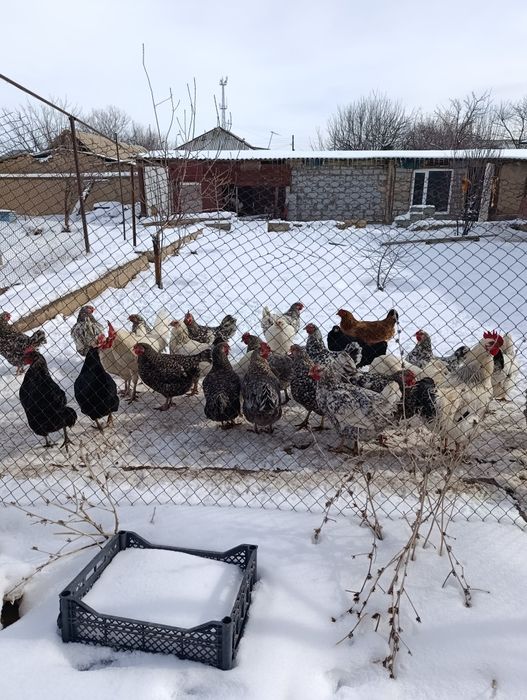 Продам домашних кур