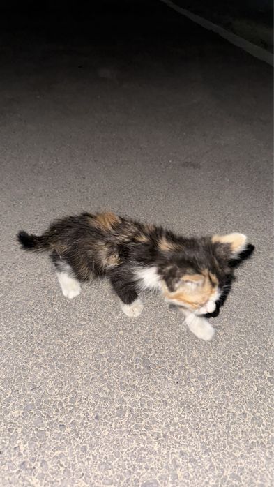 Котенок наворожденный