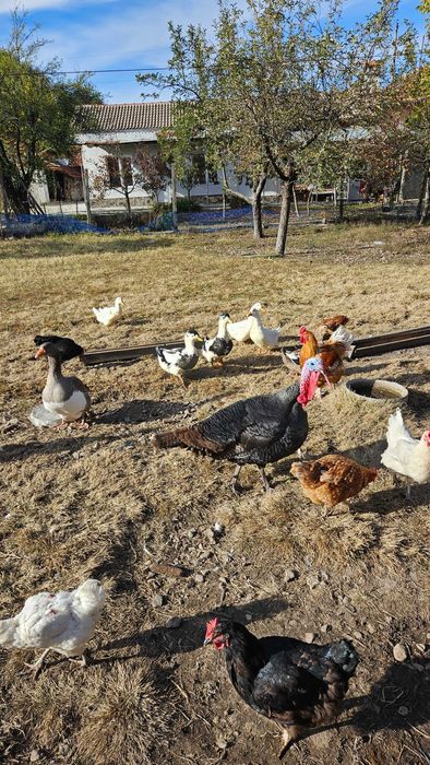 Големи пуйки за празниците, кокошки