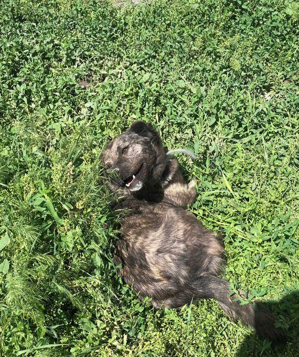 Ино — хорошая девочка, ищет семью