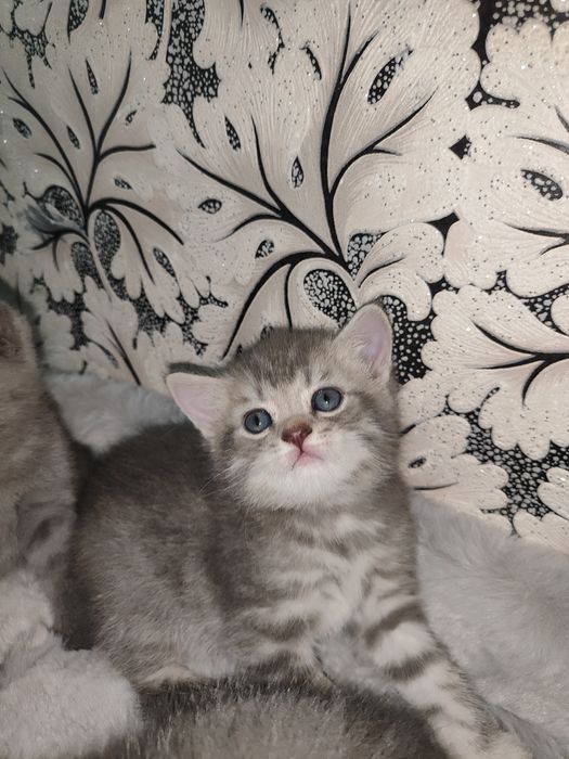 Продаётся кошки мама  с детьми