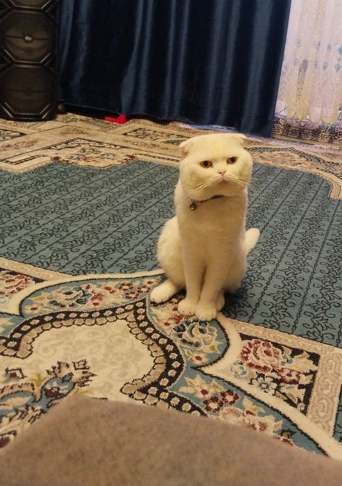 Сотилади скотш фолд вислоухий 2 ойлик лоток билади овкатга кирган .