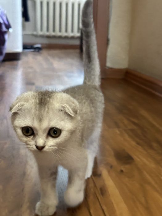 Шиншилла шотландская