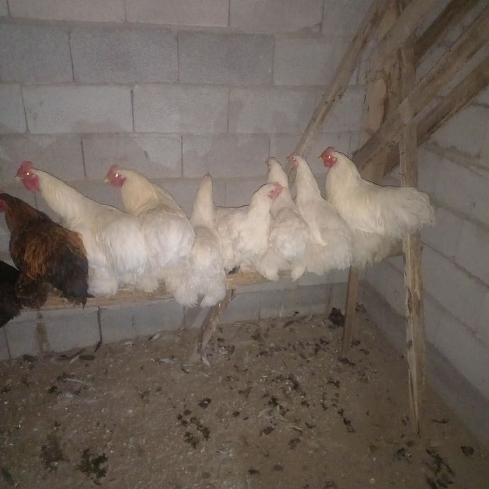 Куры Кохинкин  чистокровные