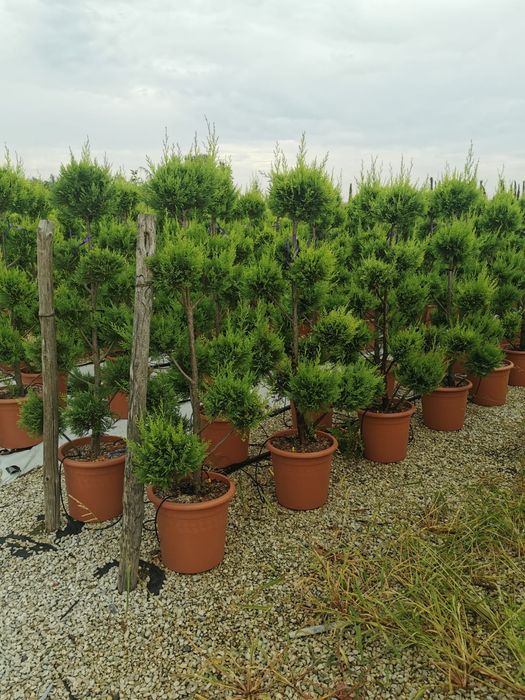 Vindem catalpa și diferite specii de plante ornamentale