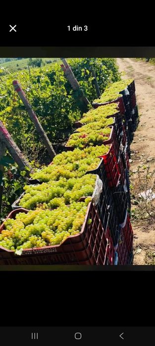 Struguri de vin transport la domiciliu