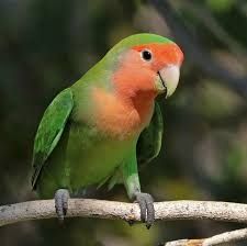 Папугаи неразлучники