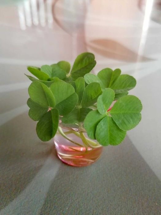 Самостоятелна вила на Килифаревския манастир, 10 км от Велико Търново