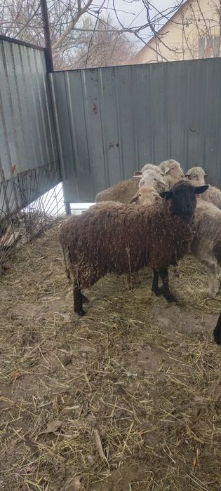 Продам жирных баран откорм