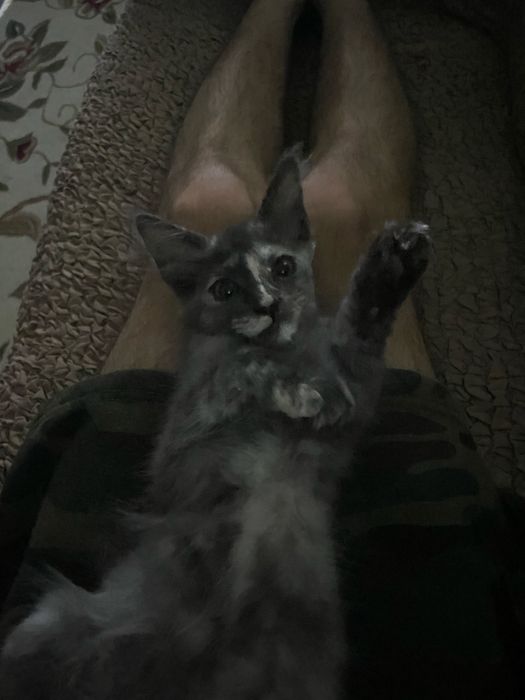 Кошечка мейн кун