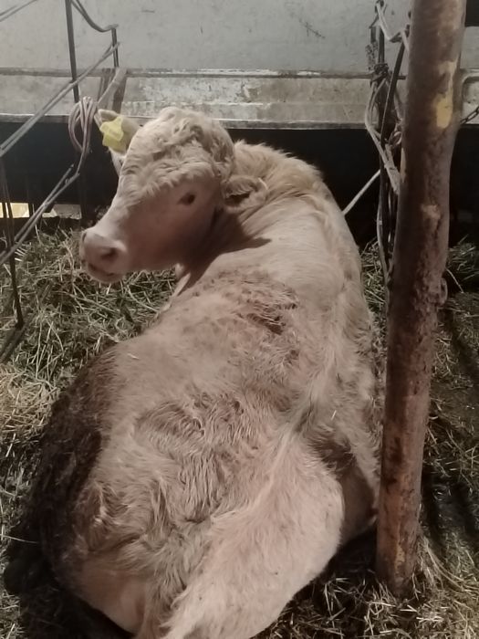 Buqacha sotiladi srochna