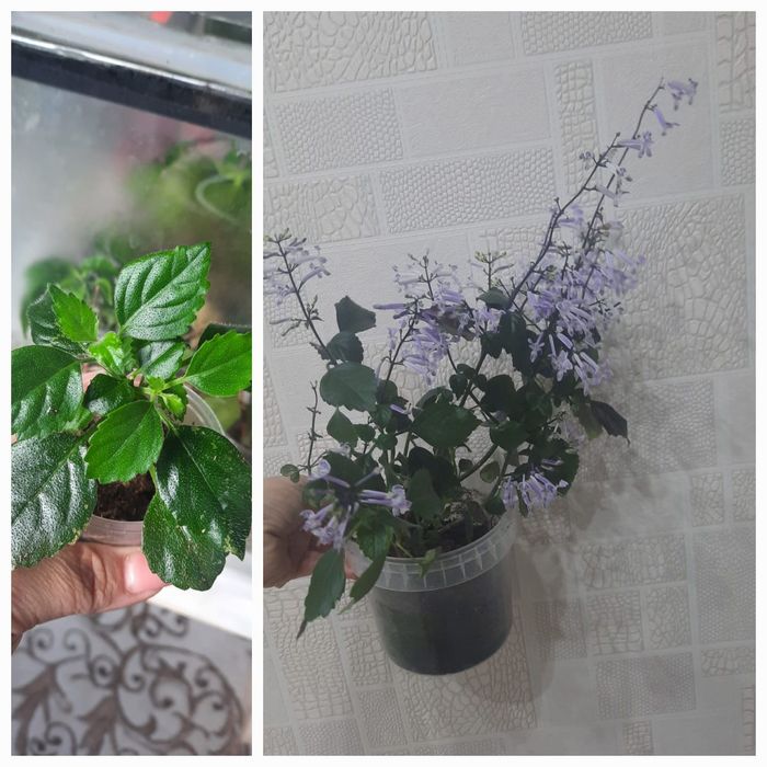 Продам комнатные цветы