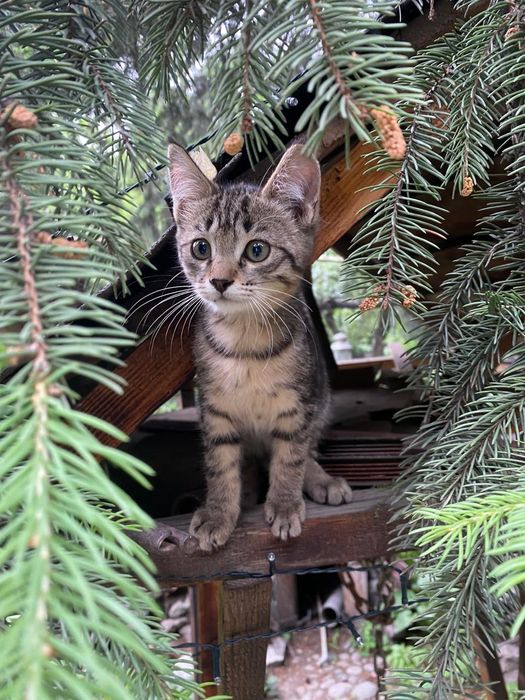 Отдам котят в хорошие руки , мальчик и девочка