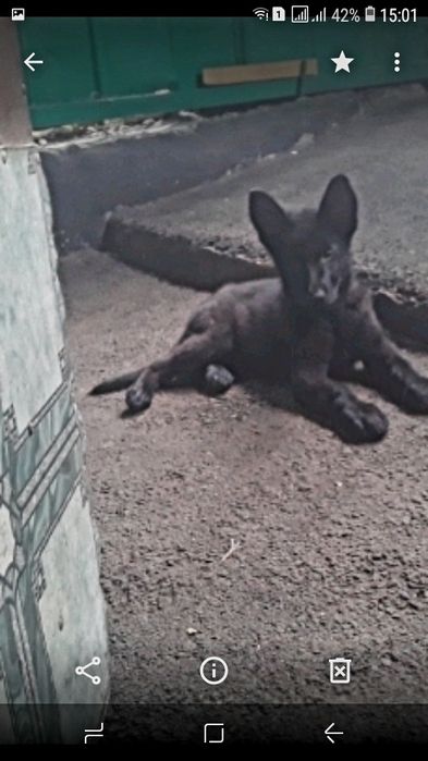 Продам немецкую овчарку